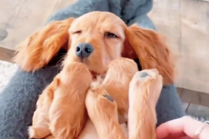 Stacey's reuse dog Teddy who is beige with floppy ears