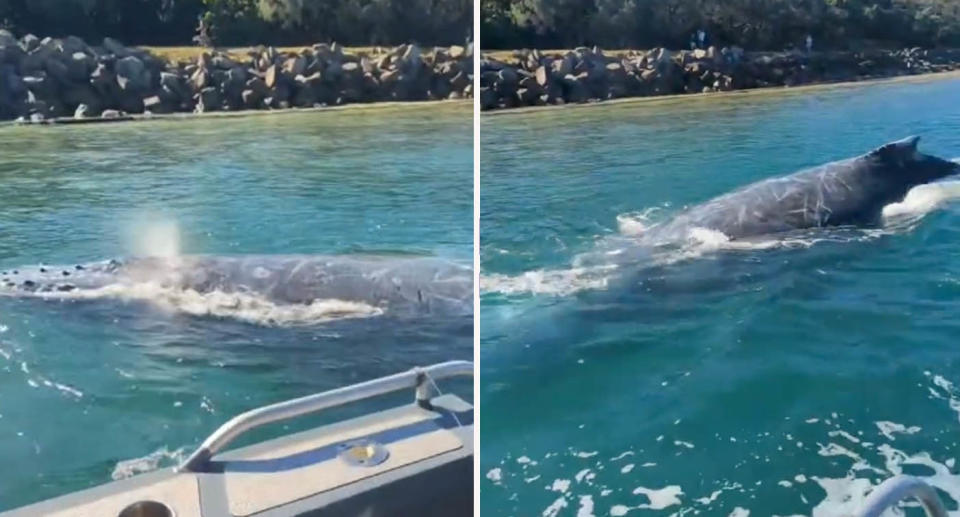 Humpback whale seen breaching next to boat in Mooloolaba, Queensland. 