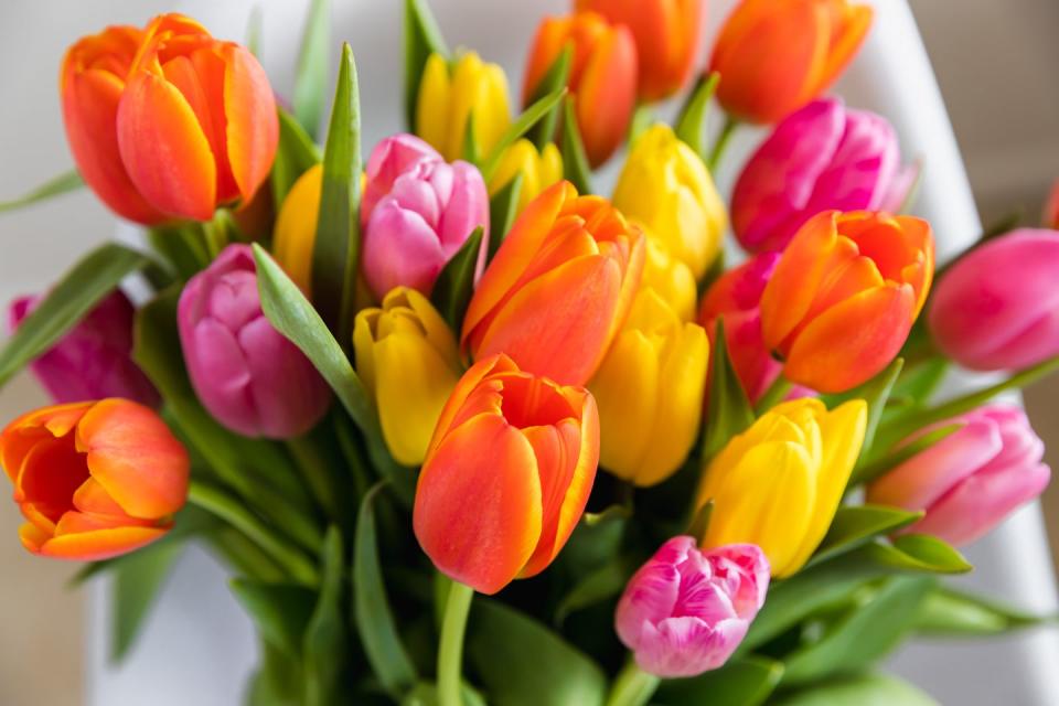 Tulip Bouquet Background