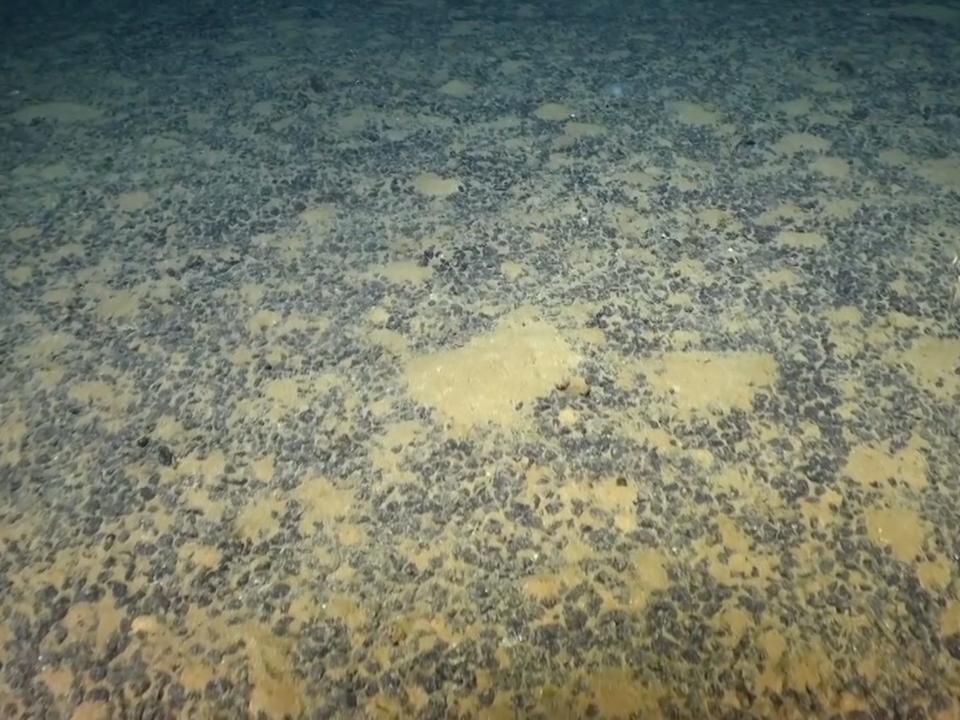 A view of a collection of polymetallic nodules on the ocean floor