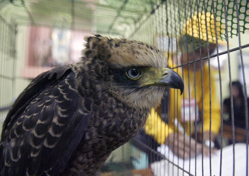 <p>A serpent eagle sits inside its cage at Manila’s police district August 18, 2011. Police seized 69 mynah, 17 assorted turtles and a serpent eagle from illegal traders and turned them over to the Manila zoo, according to authorities. (Photo: Cheryl Ravelo/Reuters) </p>