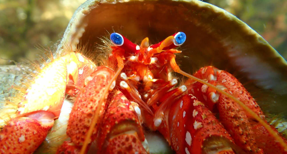 A hermit crab. Source: Supplied