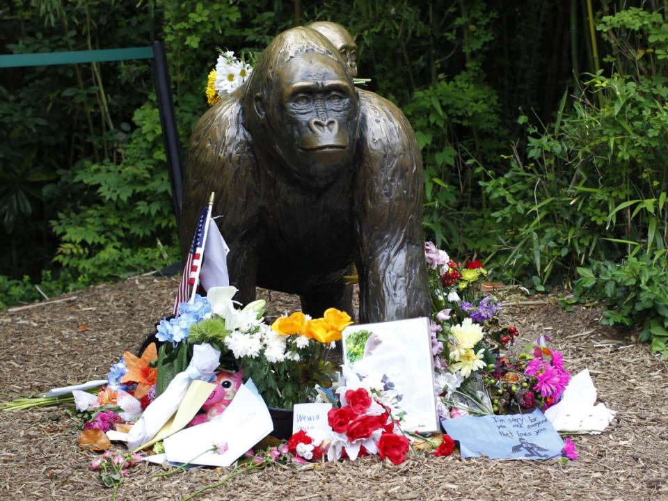 <div class="inline-image__caption"> <p>Outside the Cincinnati Zoo Gorilla World exhibit days after officials were forced to kill Harambe, a 17-year-old Western lowland silverback gorilla in 2016.</p> </div> <div class="inline-image__credit"> John Sommers II/Getty </div>
