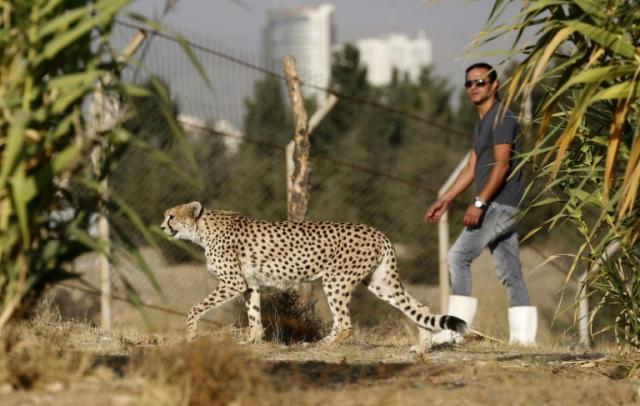 Cheetahs Basketball, Lady Cheetahs Basketball, Mascot, Sport Team