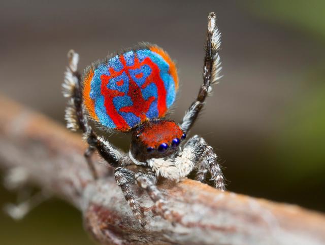 7 Adorable New Peacock Spider Species Discovered