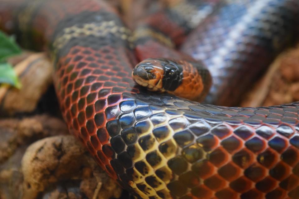 Amarillo Zoo brings back the perfect opportunity to Roach your Ex, now until Feb.15, offering the opportunity to name nutrition after that special someone to be fed to a zoo animal, such as this Honduran Milksnake named Nelson.