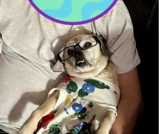 Dog in glasses and shirt with "LOL" text balloon above its head, held by an unseen person