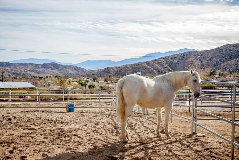 <p>The carriage house is located on the Crazy Horse Ranch, which operates a rescue centre for horses, as well as cats and dogs. (Airbnb) </p>