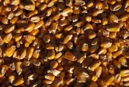 Corn kernels are emptied from a grain bin at DeLong Company in Minooka, Illinois in this September 24, 2014 file photo. REUTERS/Jim Young/Files