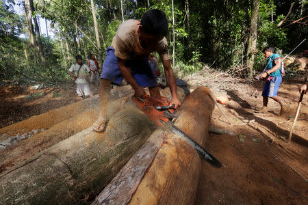 FILE PHOTO: A Ka'apor Indian warrior uses a chainsaw to ruin one of the logs they found during a jungle expedition to search for and expel loggers from the Alto Turiacu Indian territory, near the Centro do Guilherme municipality in the northeast of Maranhao state in the Amazon basin, August 7, 2014. REUTERS/Lunae Parracho/File Photo