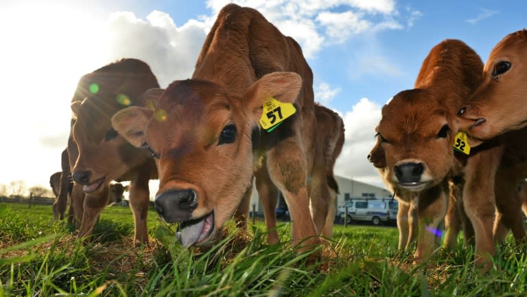 New Zealand, the world's top dairy exporter, has been hit by a slump in global milk prices