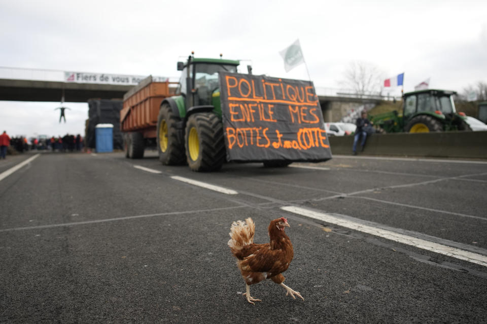 A chicken walks in a lane as farmers block a highway Tuesday, Jan. 30, 2024 in Jossigny, east of Paris. With protesting farmers camped out at barricades around Paris, France's government hoped to calm their anger with more concessions Tuesday to their complaints that growing and rearing food has become too difficult and not sufficiently lucrative. (AP Photo/Christophe Ena)