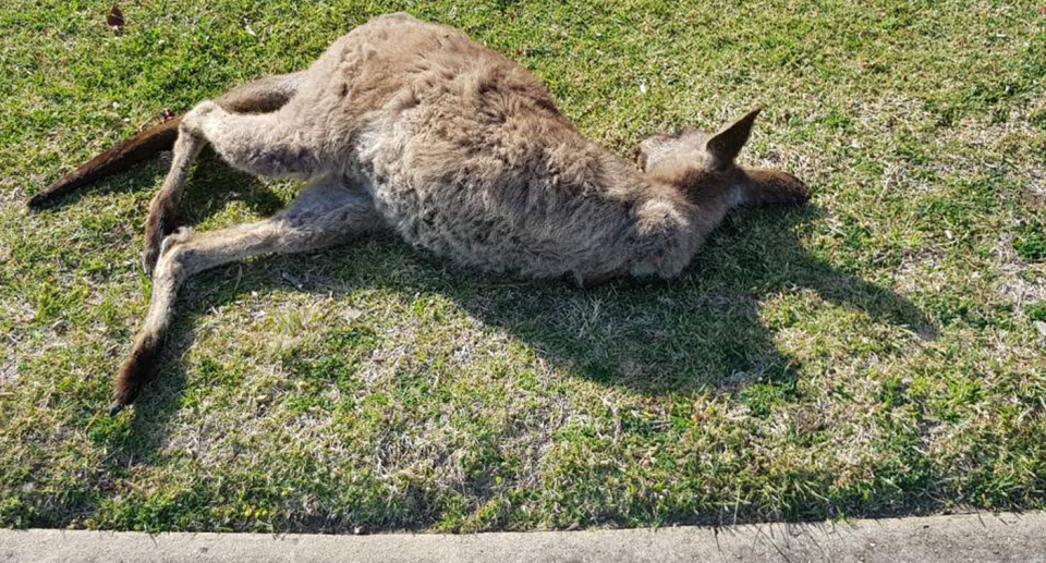 Police want to speak with the drivers of two four-wheel-drive utilities after a number of kangaroos were killed last night. Source: Supplied