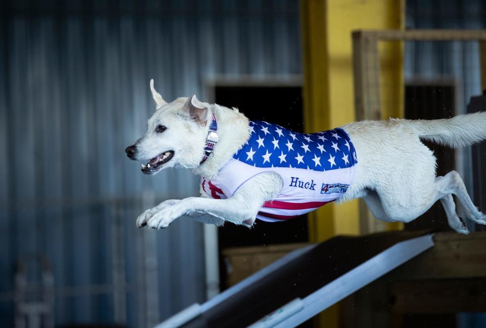 Huckleberry, a 7-year-old yellow Labrador retriever, leaps into the pool at the John K9 training center near Plant City. Labs are natural water retrievers, said Huckleberry's owner, Nancy Akin of South Lakeland.