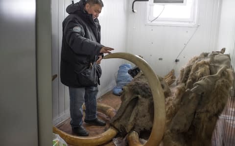 Albert Protopopov examines a woolly mammoth that was preserved in the permafrost during a visit by The Telegraph in March - Credit: Maria Turchenkova/For The Telegraph