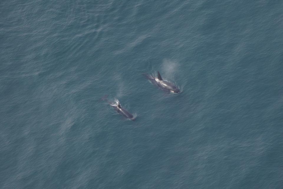 two killer whales swim in deep blue ocean water