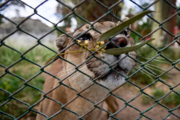 Ambientalistas y vecinos buscan liberar a tres pumas de la localidad de Colón, Bs As, que quedaron en cautiverio tras clausurarse el zoológico de esa localidad, 15 de diciembre