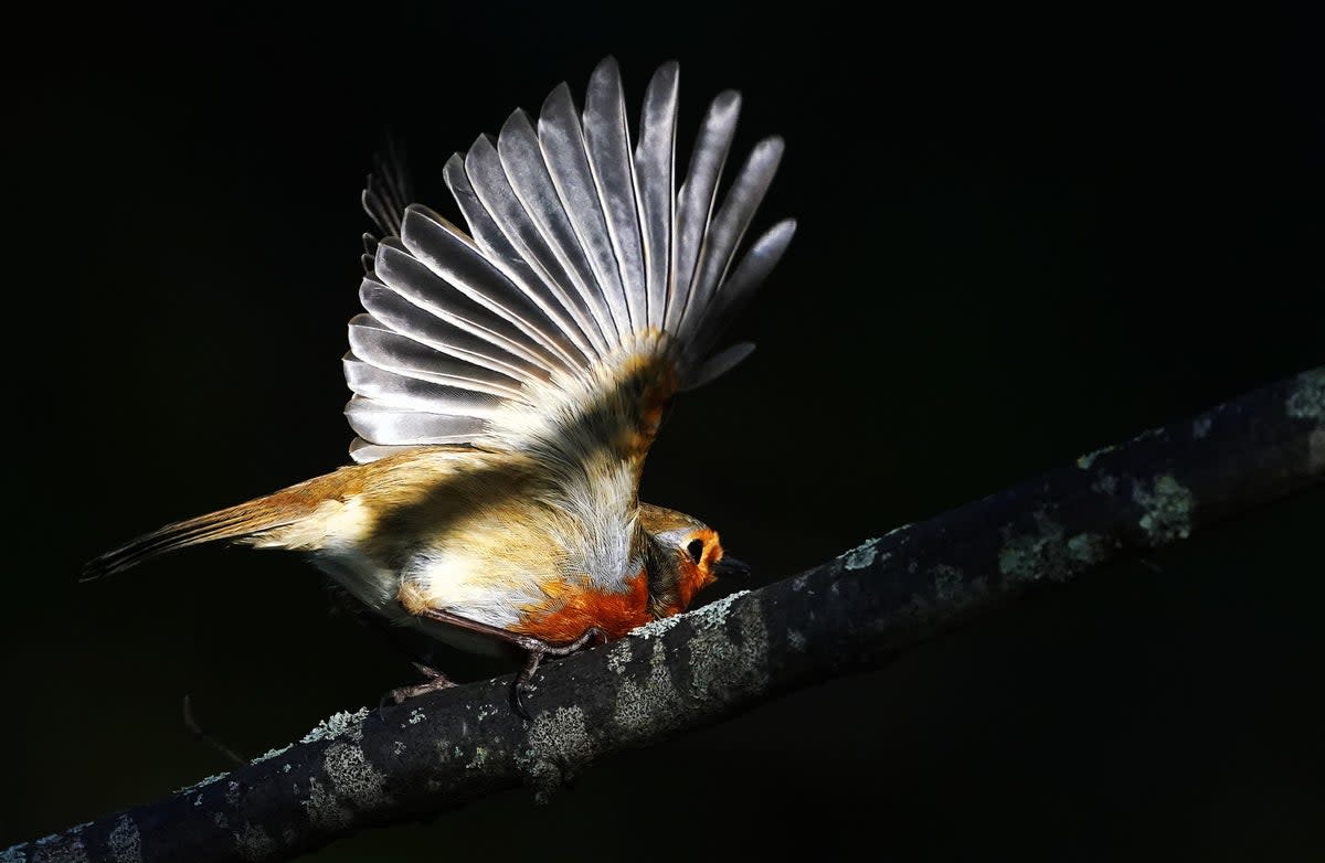 9 February 2023: A robin redbreast takes flight in Dublin’s botanic gardens (PA)