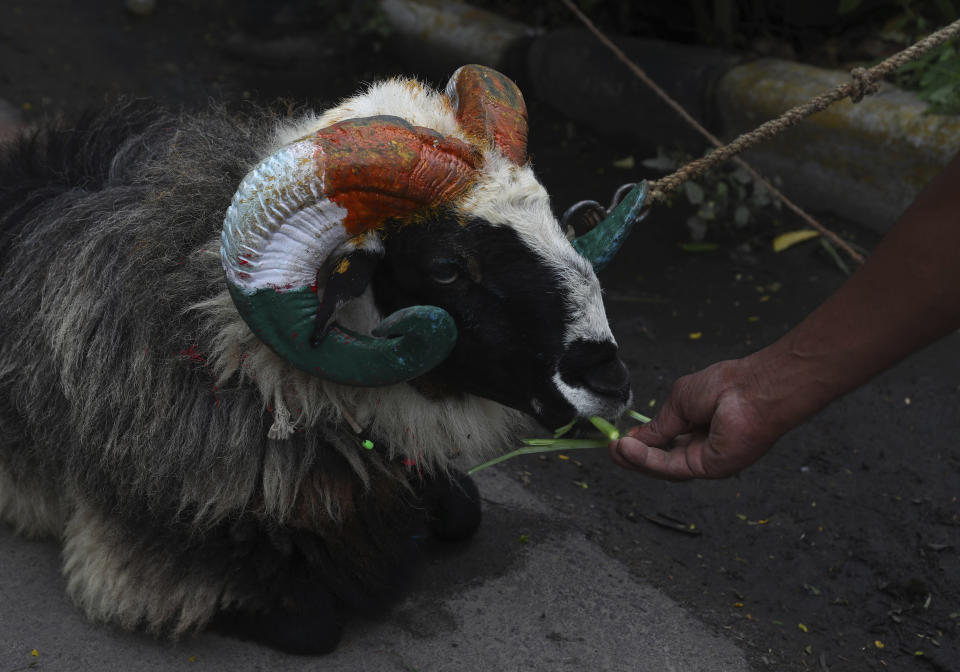 An Indian man feeds his sheep while waiting for customers at a temporary roadside shelter ahead of the Muslim festival Eid al-Adha in Hyderabad, India, Monday, July 19, 2021. Muslims celebrate Eid al-Adha by slaughtering sheep, goats, camels or cows. (AP Photo/Mahesh Kumar A.)