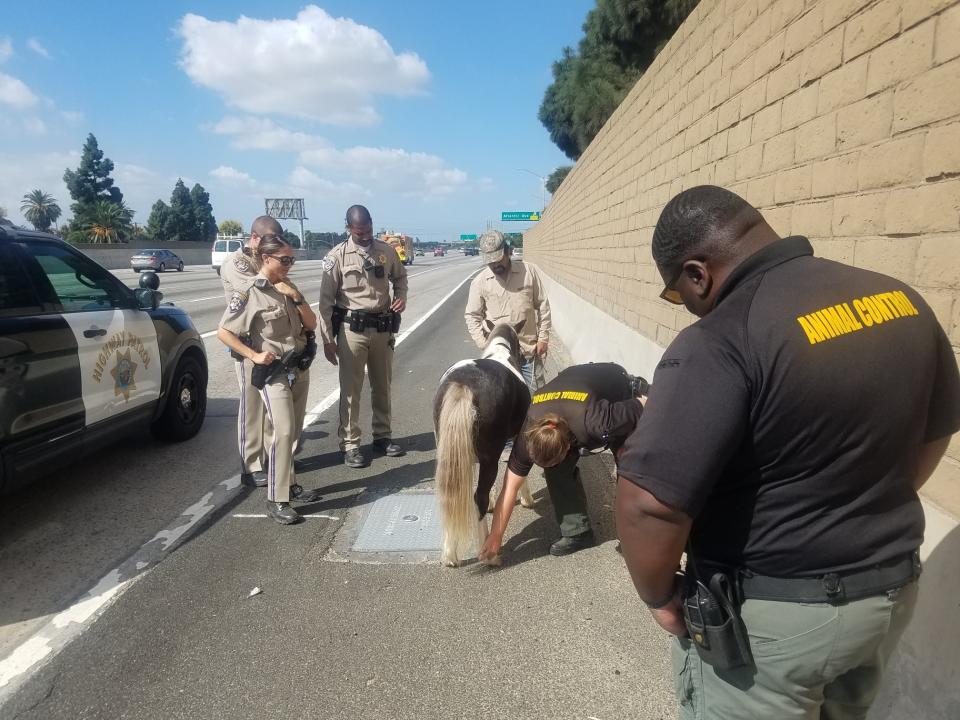 This Sunday Sept. 29, 2019 photo provided by California Highway Patrol, Santa Fe Springs shows animal control officers checking a pony that was struck on the westbound State Route 91 in Long Beach, Calif. The California Highway Patrol says a 10-year-old boy had been riding the pony Sunday at a home when he fell off and the animal ran away. The CHP says the pony made its way onto the freeway where it was clipped by a black SUV. The driver sped away. CHP Officer Marco Iniguez tells the Los Angeles Times that good Samaritans stopped to help the injured animal, which suffered abrasions to its forelegs. The horse was evaluated by animal control officers and reunited with its owner. (CHP Santa Fe Springs via AP)