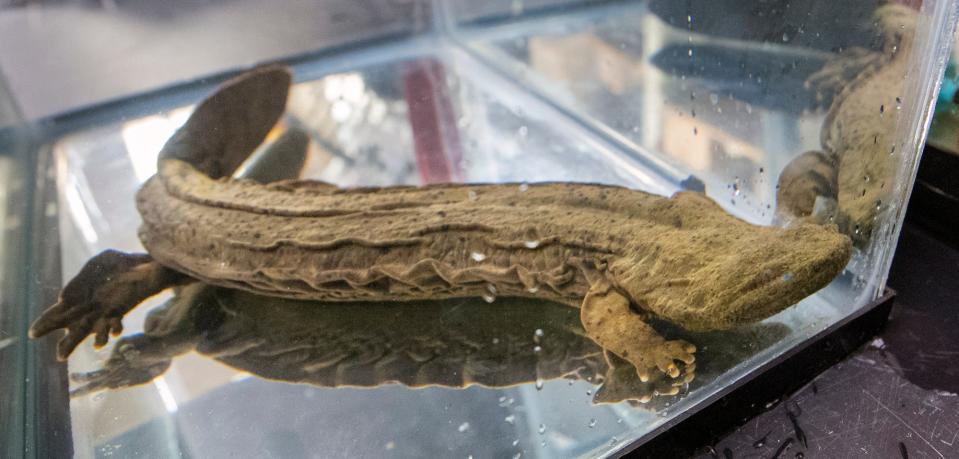 Frank, an eastern hellbender, looks out a tank at Dr. Peter Petokas' lab at Lycoming College in Williamsport. Advocates for the critter have won a court battle to have endangered species status granted to the hellbender.