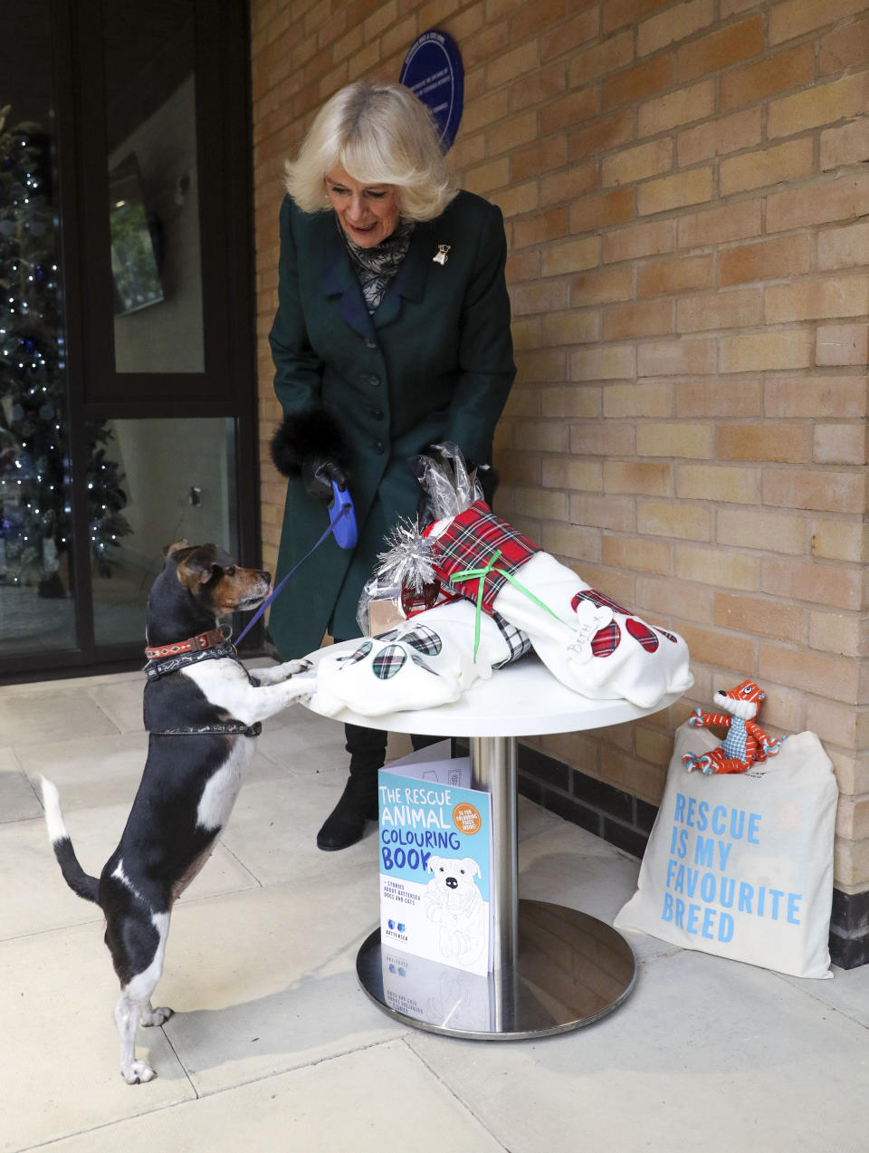 WINDSOR, ENGLAND - DECEMBER 09: Camilla, Duchess of Cornwall with Beth, her jack-russell terrier as they visit the Battersea Dogs and Cats Home to open the new kennels and thank the centre's staff and supporters on December 9, 2020 in Windsor, United Kingdom. (Photo by Steve Parsons - WPA Pool/Getty Images)