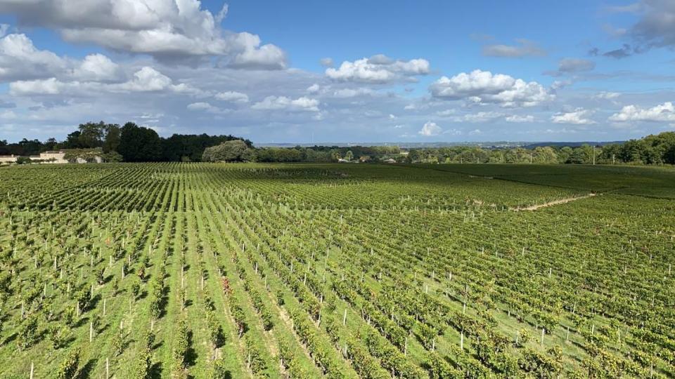 Viñedos en Saint Emilion.