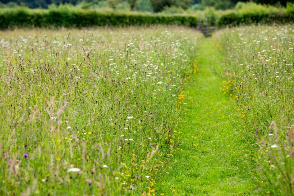 Desire path through a meadow (Matt Pitts/Plantlife/PA)