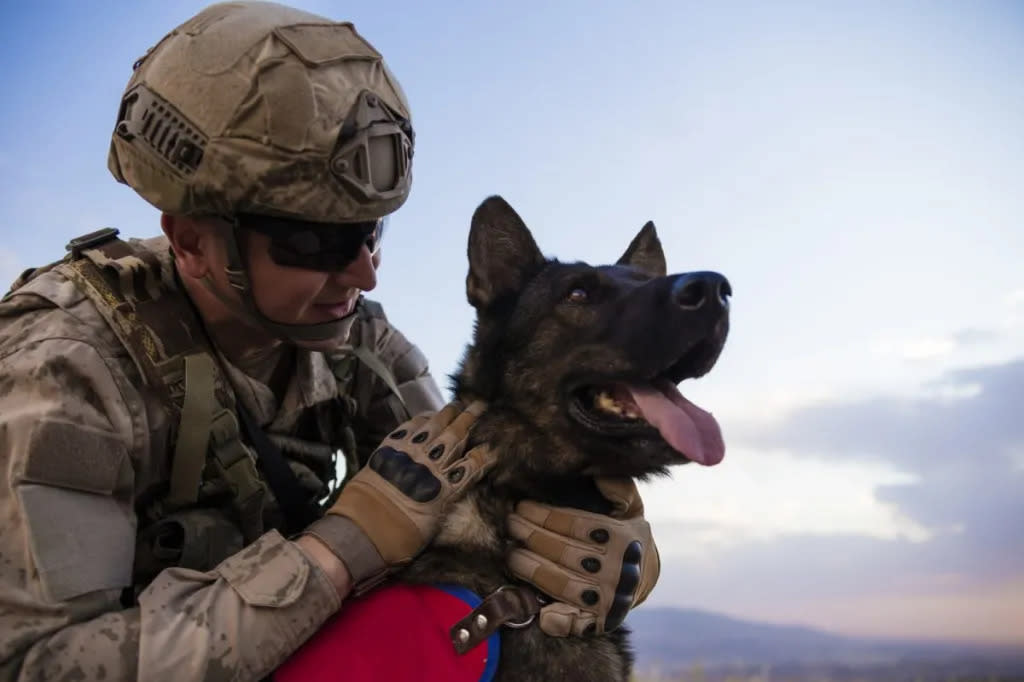 Soldier petting his trained dog. Mexican army puppy school