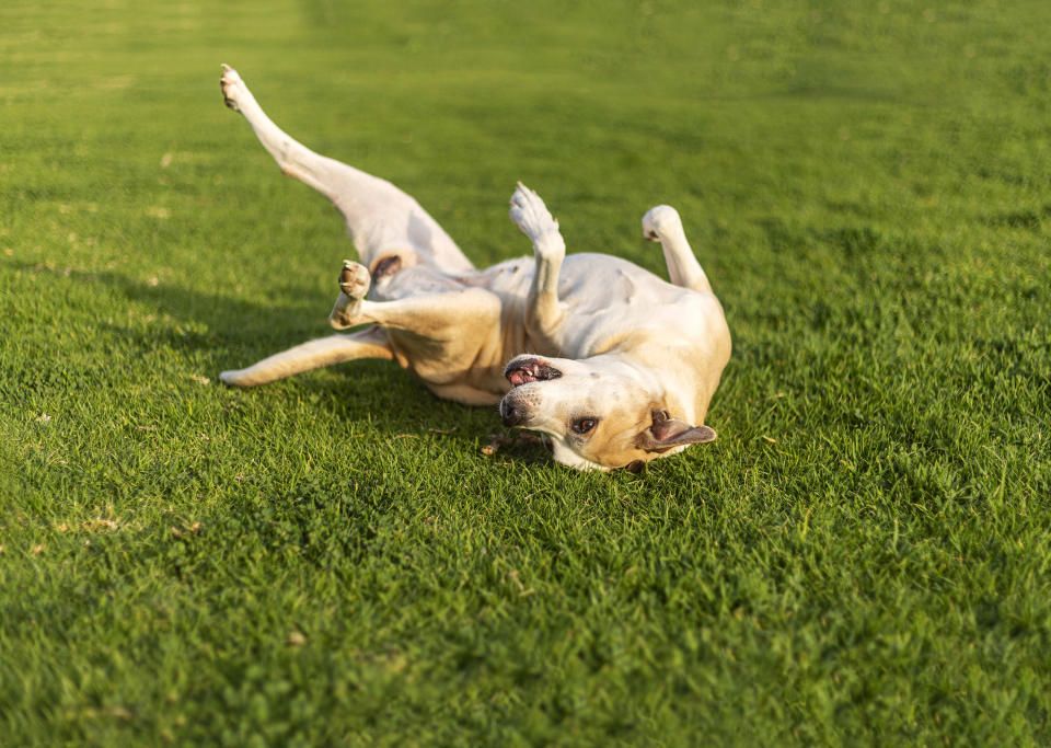 Not only do dogs have way more olfactory receptors than us, but they're probably designed differently as well. This means they perceive smells differently, and it might explain why it's a delight for your dog to roll around in their own doodoo, but not acceptable for you to do the same.