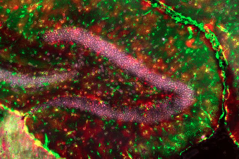 Astrocitos glutamatérgicos en un hipocampo obtenida por el equipo de la Universidad de Lausana