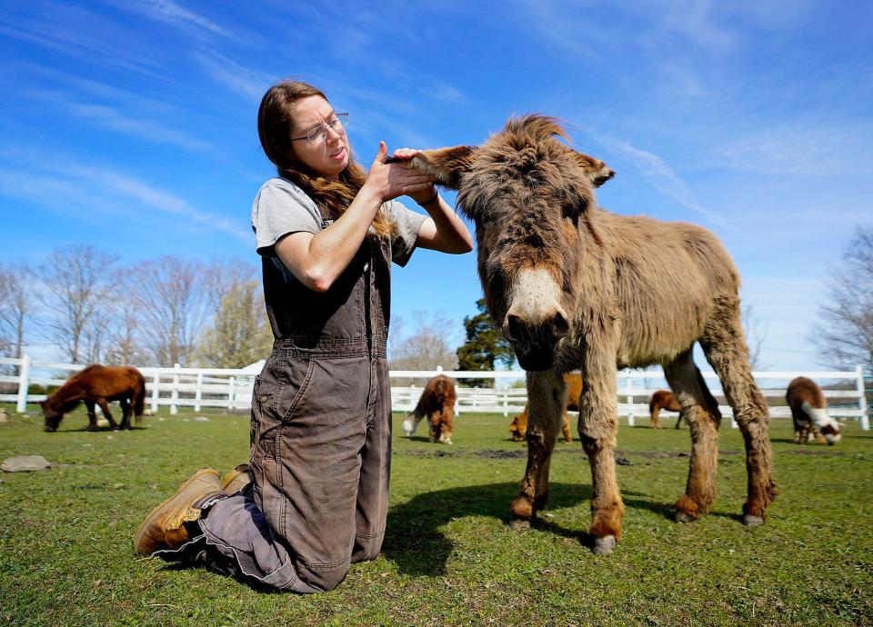 Kelly Rogers, of Bristol, the operations manager at West Place Animal Sanctuary, checks for ticks on a donkey named Timothy.