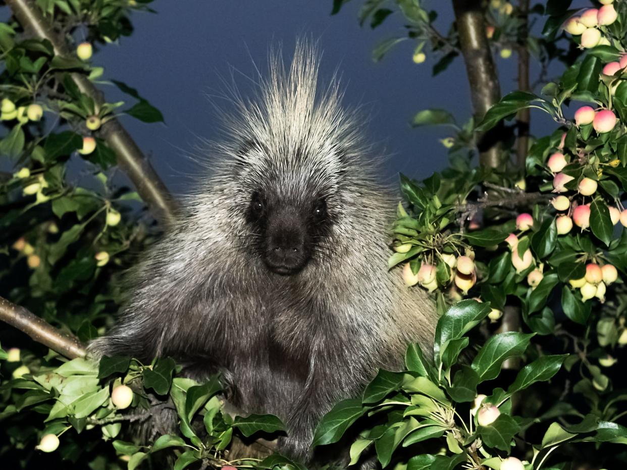 a young, silver colour porcupine sitting in an crab apple tree in fall, facing the camera, centered
