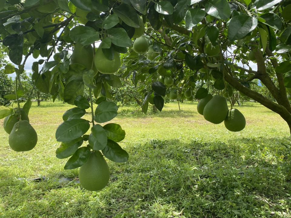  木日光文旦驛站文旦園。（圖：劉敏娟攝）