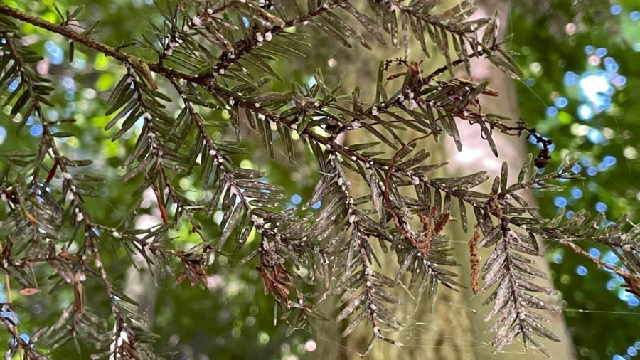 A close-up look at an Eastern Hemlock tree in Lake Harbor Park fighting an infestation of hemlock woolly adelgid. (Matt Jaworowski/WOOD TV8)