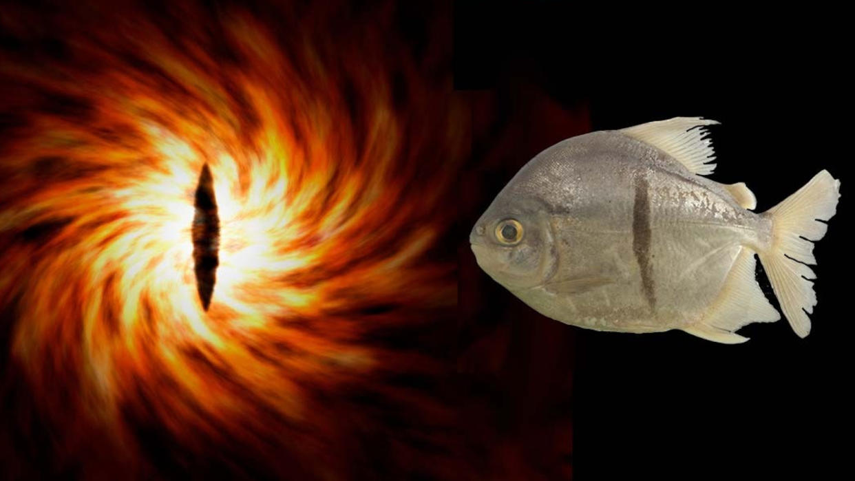  A comapriosn between the Eye of Sauron (left ) and Myloplus sauron (right) . 