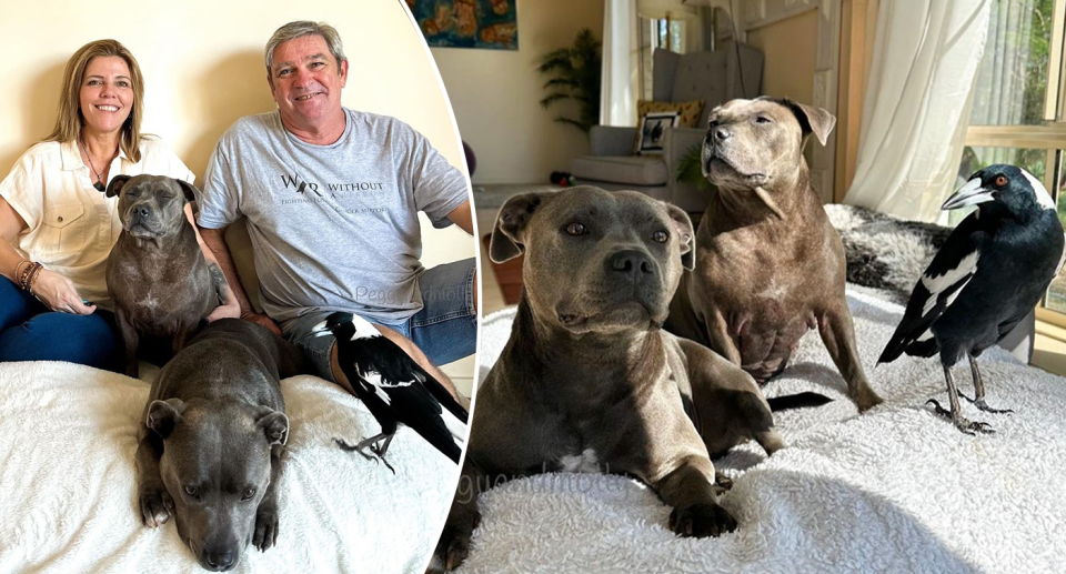 The Queensland couple pictured with Molly the magpie and their dogs.