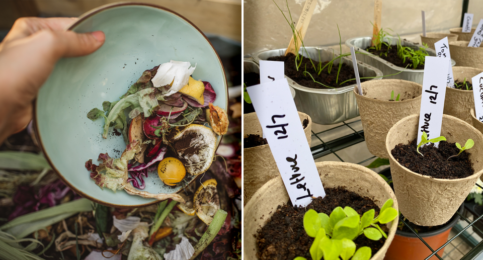 Left - scraps going into the compost. Right - plants growing at home in little pots.