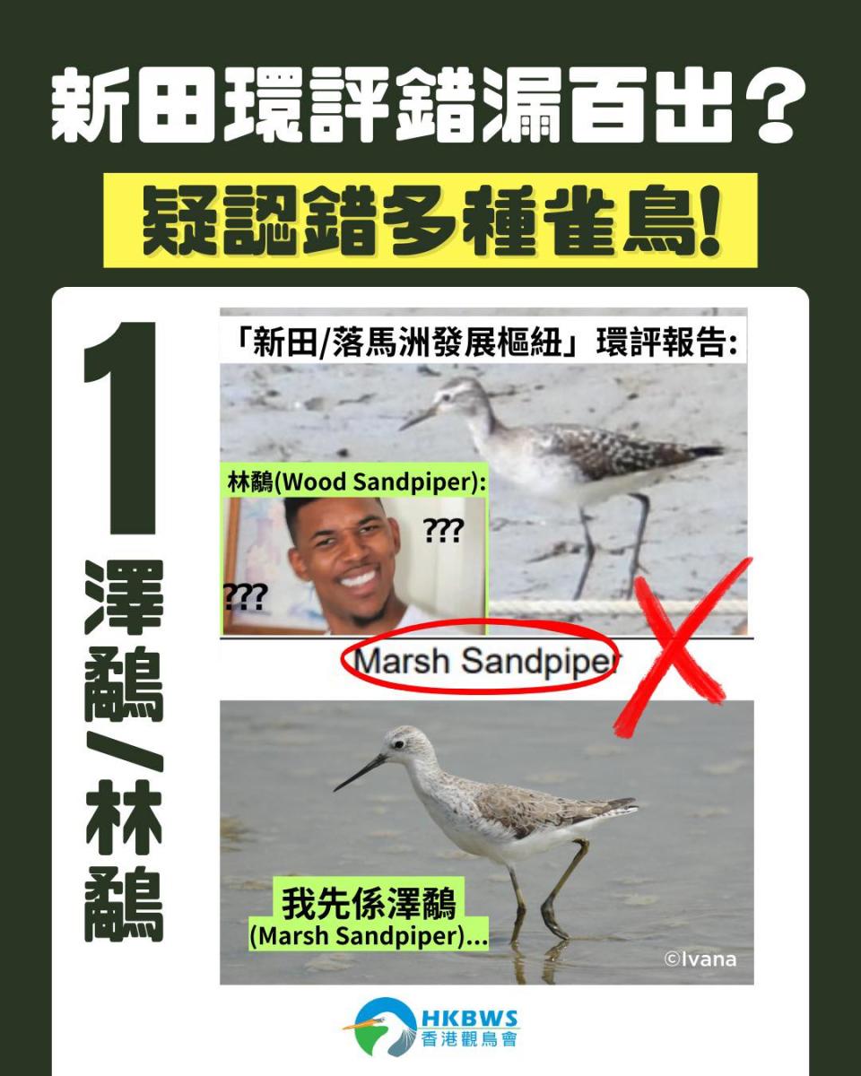 環保署解釋，環評報告錯配了林鷸的相片。   （香港觀鳥會圖片）