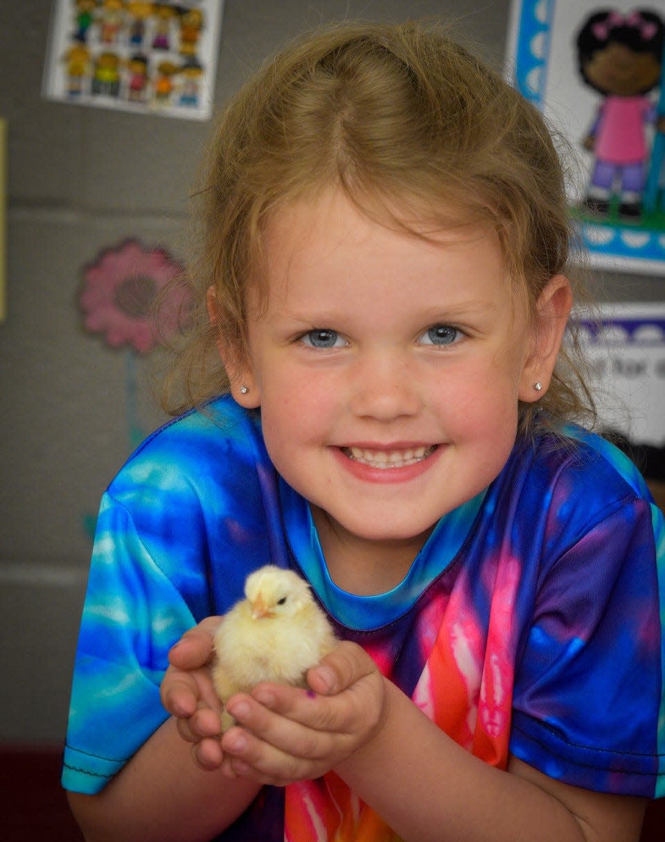 Kindergarten student Eleanor Bergman beams as she holds one of the chicks that hatched in her classroom. Her teacher, Christine Reeder, said that hatching eggs is a rich experience that creates wonderful memories for her students.