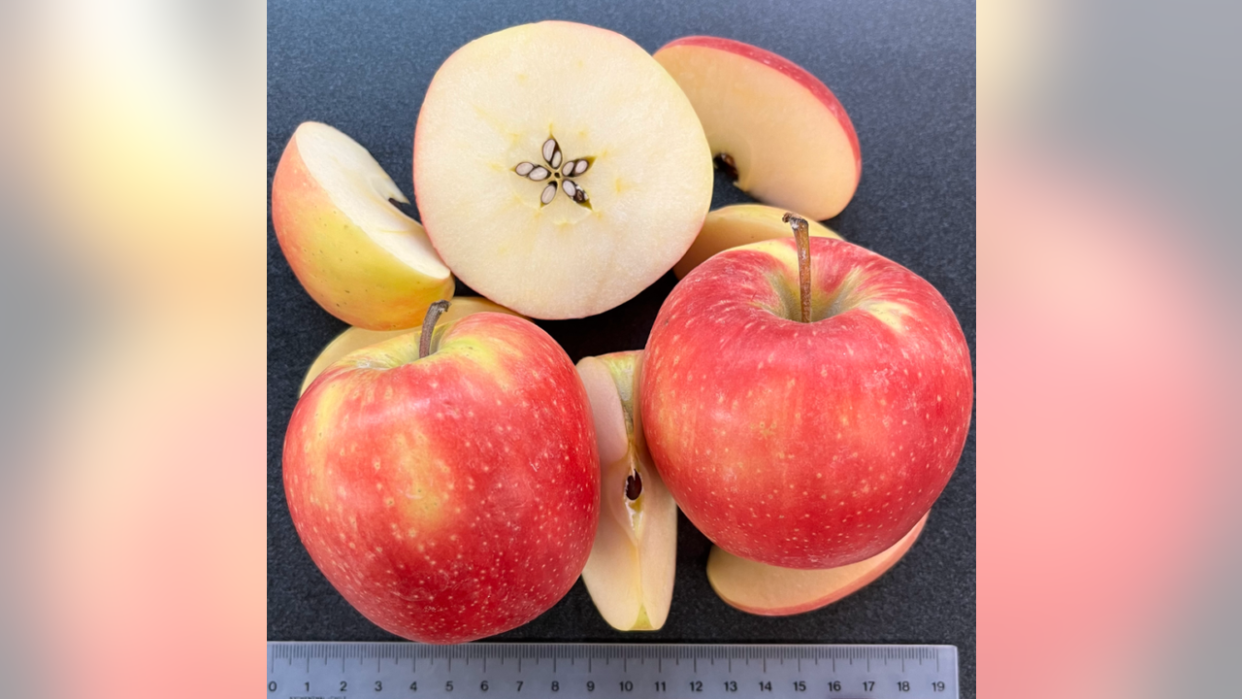 <div>Washington State University is looking for assistance in naming its WA 64 apple.</div>