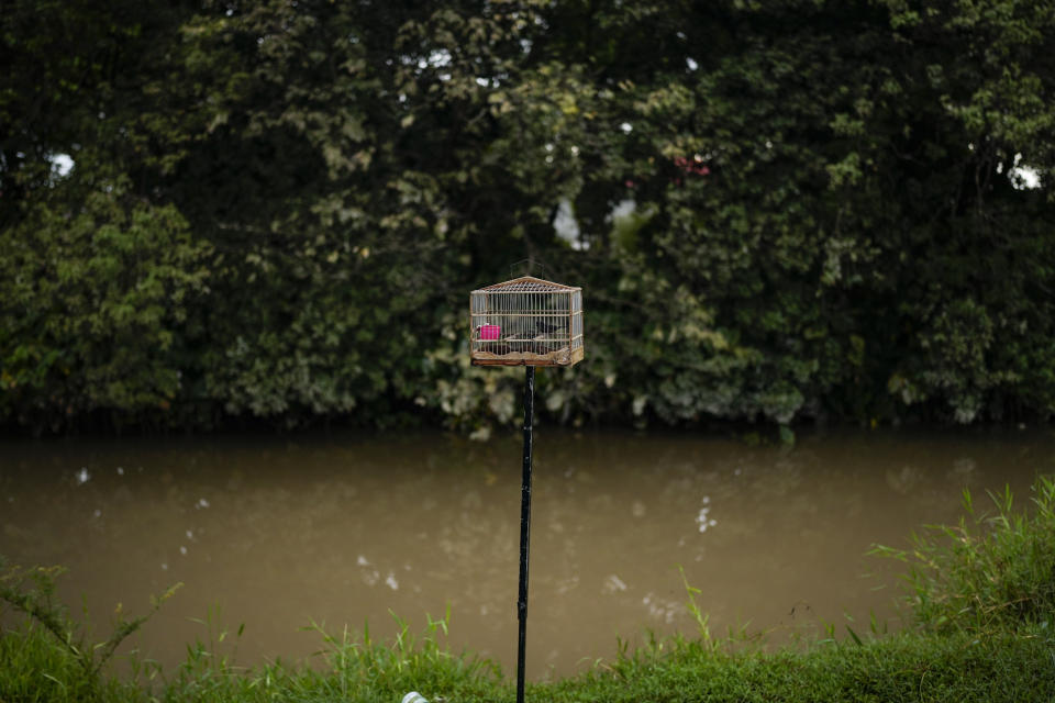 A songbird stands in a cage by a canal in Meten Meet Zorg, Guyana, Sunday, April 23, 2023. Songbirds are popular among Guyanese, who keep them as pets or to participate in singing competitions that are a centuries-old tradition. (AP Photo/Matias Delacroix)