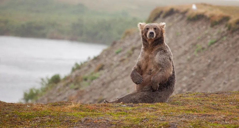 The grizzly bear had been sedated and tagged by researches when they took the photo. Source: File/Getty Images