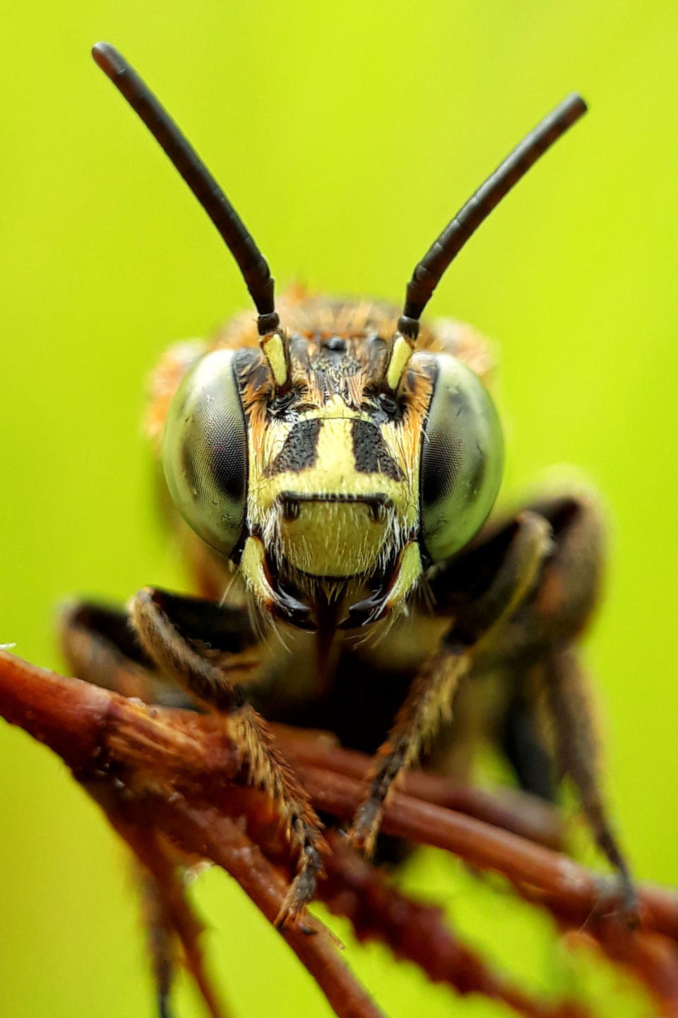 These incredible macro photos were captured by a phone camera