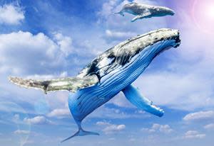 Walk on water and see whales swim in the sky at the Redpath Waterfront Trail from September 17 to October 3 on Toronto's waterfront.