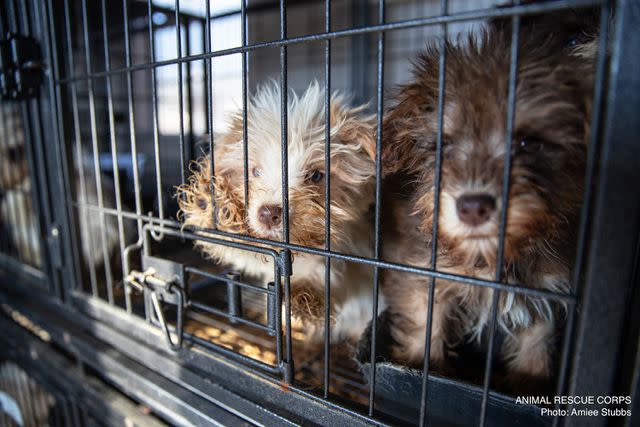 <p>Animal Rescue Corps</p> Puppies found living in neglectful conditions at a property in Bear Creek, North Carolina