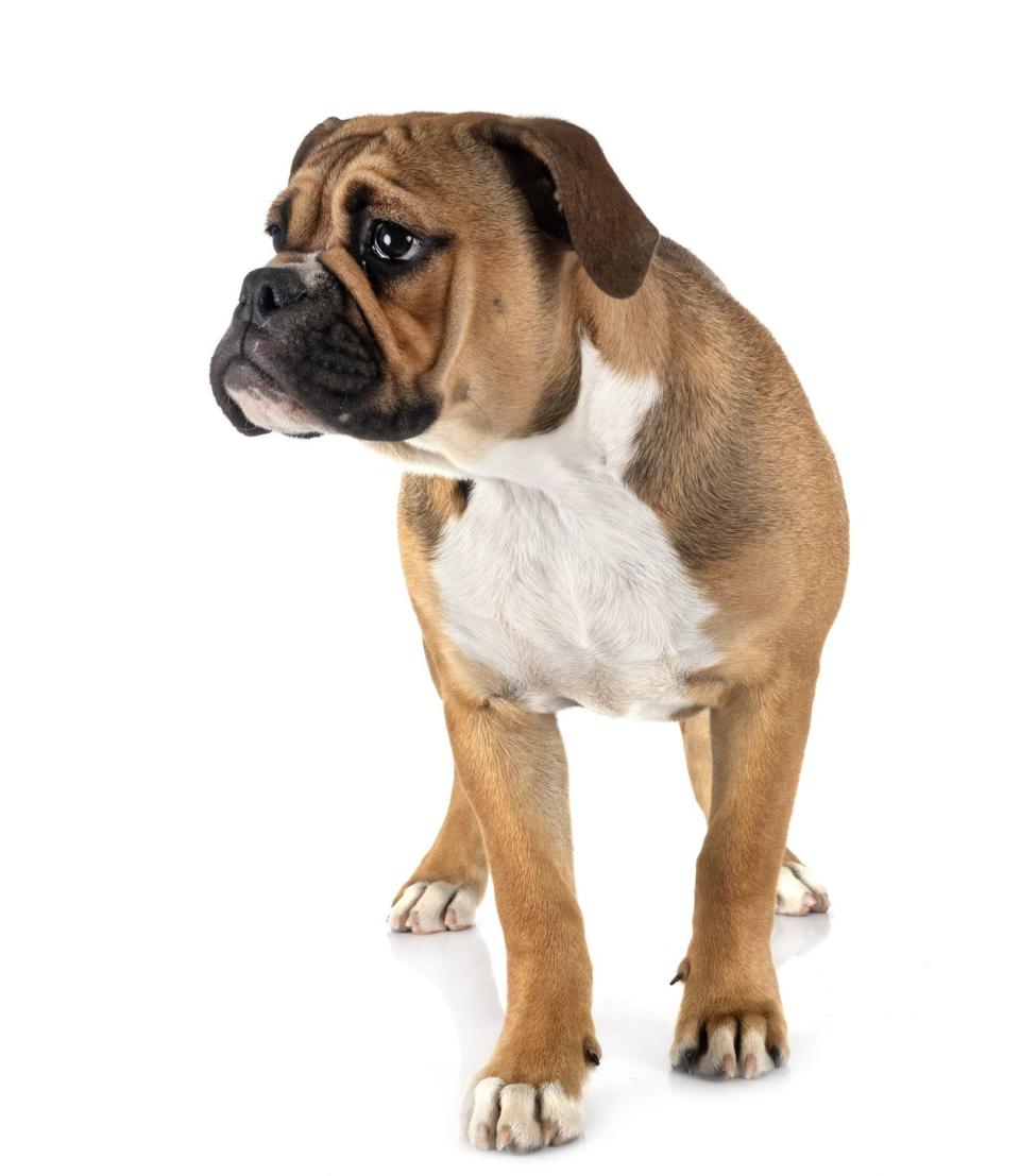 11) Continental Bulldog