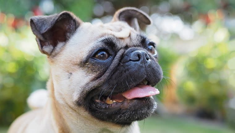 Most Popular Short-faced Dog Breeds