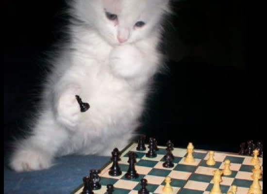 If I move my pawn to d5, then you'd be forced to block with your rook, and I could check with my bishop...wait, just give me a minute here. (<a href="http://animalsthatdopeoplethings.tumblr.com/post/9253692427" target="_hplink">Via Animals Doing People Things</a>)