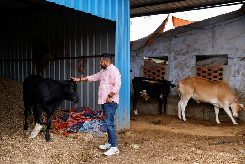 Vishnu Dabad, a cow protector and politician, runs a cow shelter for injured and sick cows, in Chamdhera village